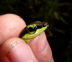 Dendrelaphis formosus