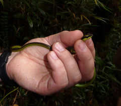Dendrelaphis formosus