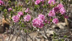 Homalocalyx polyandrus