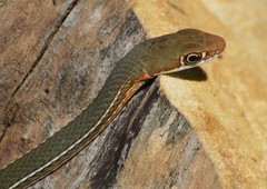 Masticophis schotti ruthveni