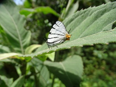Arawacus leucogyna