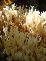 Artomyces pyxidatus