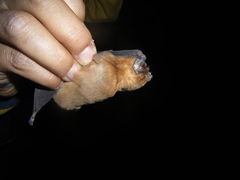 Mormoops megalophylla