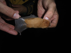 Mormoops megalophylla