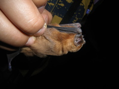 Mormoops megalophylla