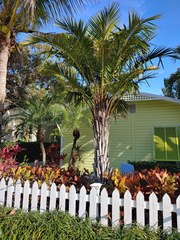 Syagrus schizophylla