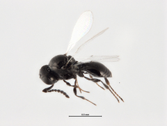 Platygaster robiniae