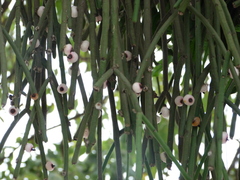 Rhipsalis floccosa