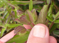 Melasma scabrum