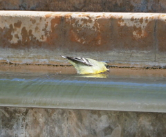 Spinus psaltria