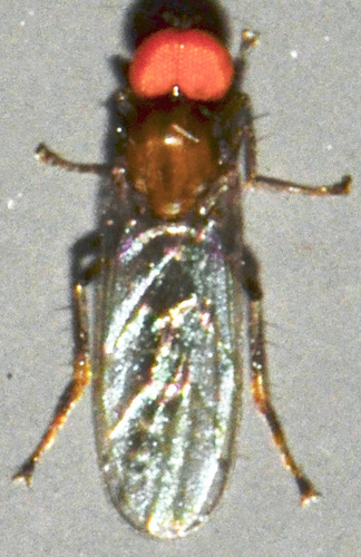 Empididae image