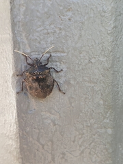 Antiteuchus mixtus