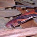 Barred Kukri Snake - Photo (c) Albert Kang, some rights reserved (CC BY-NC), uploaded by Albert Kang