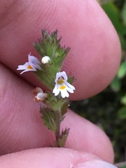 Euphrasia hudsoniana
