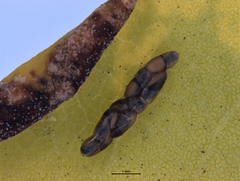 Platygaster robiniae