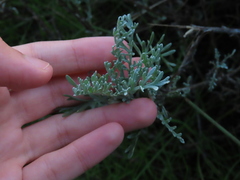 Artemisia caerulescens