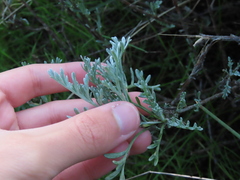 Artemisia caerulescens