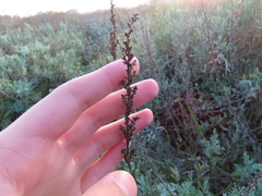 Artemisia caerulescens