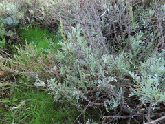 Artemisia caerulescens