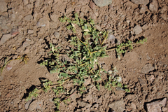 Chenopodium philippianum