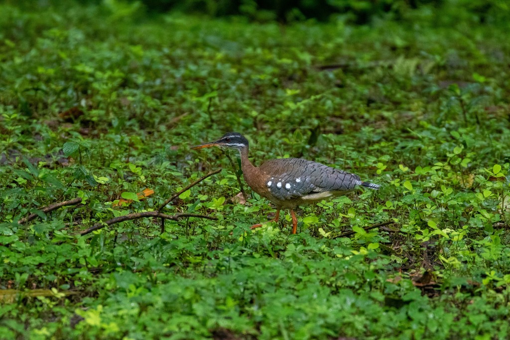 Sunbittern
