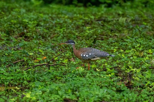 Sunbittern