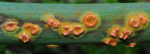 Representative image of Puccinia asphodeli