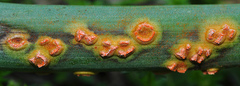 Puccinia asphodeli