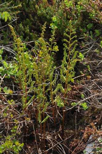 Athyrium alpestre iNat (1)