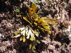 Xiphophora chondrophylla