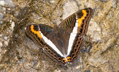 Adelpha corcyra collina