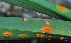 Puccinia asphodeli