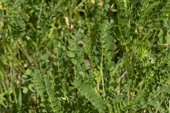 Astragalus boeticus