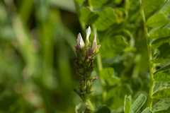 Astragalus boeticus