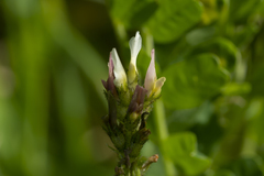 Astragalus boeticus