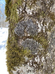 Physconia grumosa