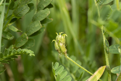 Astragalus boeticus