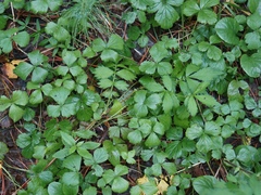 Waldsteinia ternata