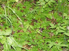 Waldsteinia ternata