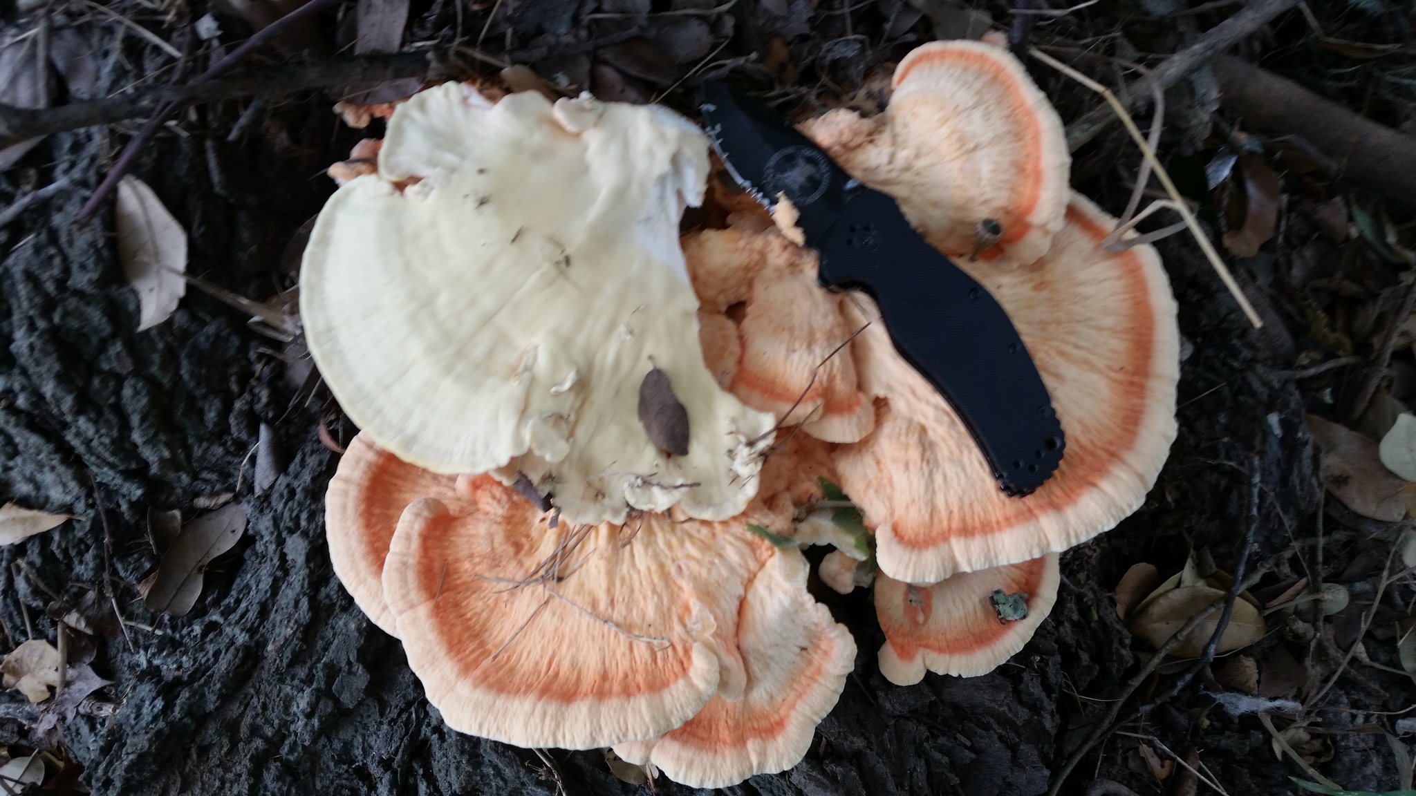 Polyporus sulphureus<br>04 January, 2025