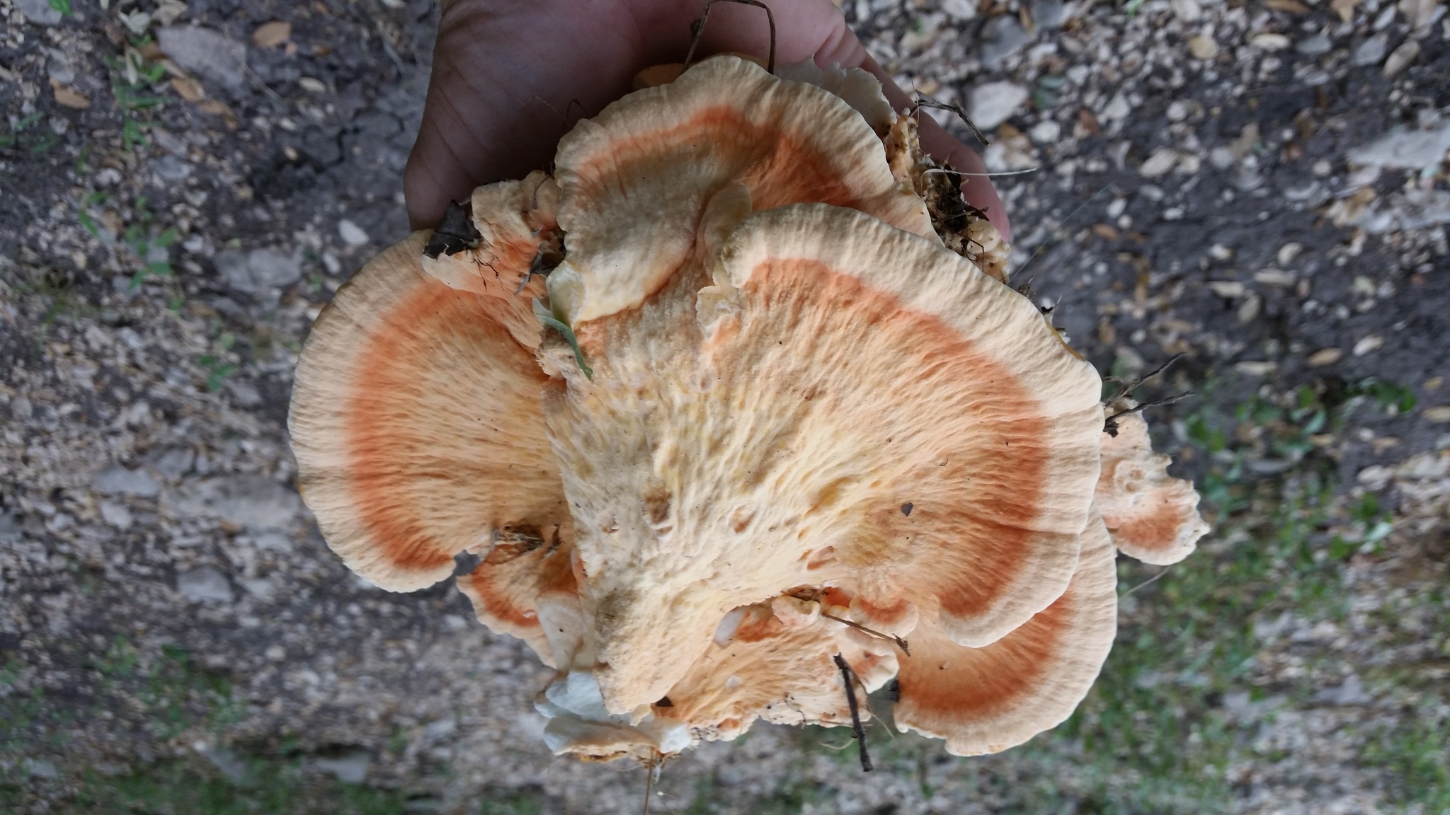 Polyporus sulphureus<br>29 July, 2016
