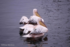Pelecanus onocrotalus