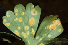Aecidium ranunculi-acris