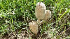 Coprinus calyptratus