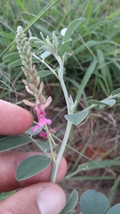 Indigofera schimperi