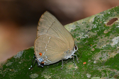 Allosmaitia strophius