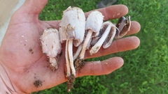 Coprinus calyptratus