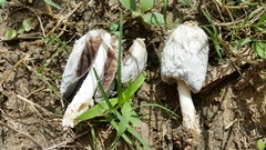 Coprinus calyptratus