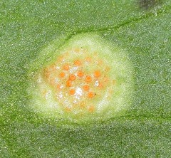 Aecidium ranunculi-acris