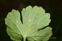 Aecidium ranunculi-acris